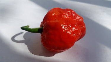 Super Hot Beast - Seeds - The Pepper Pantry (Formerly Marie Sharp's)